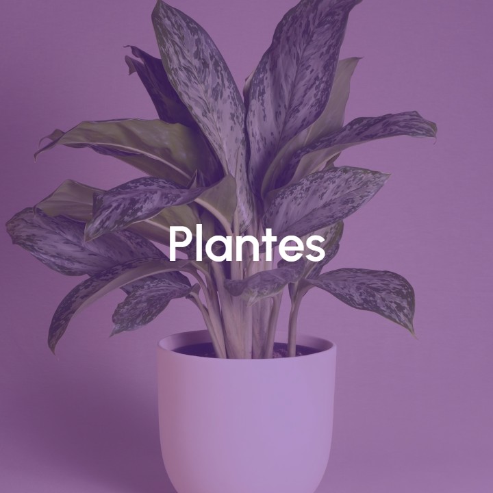 Image Plantes